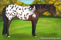 Horse Color:Bay Appaloosa 