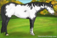 Horse Color:Black Frame Rabicano