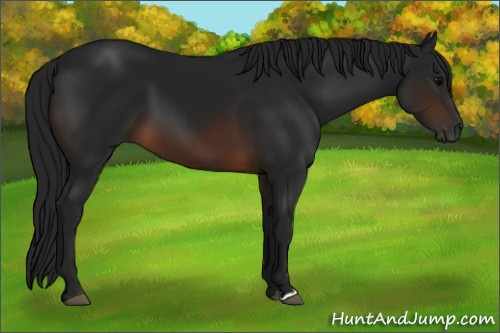 Horse Color:Gray Brown 