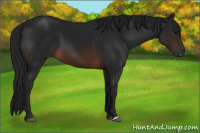 Horse Color:Gray Brown
