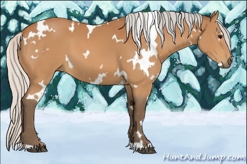 Horse Color:White Spotted Silver Bay 