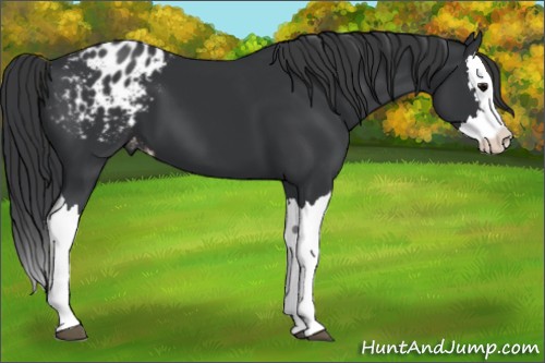Horse Color:Black Splash Appaloosa 