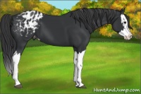 Horse Color:Black Splash Appaloosa 
