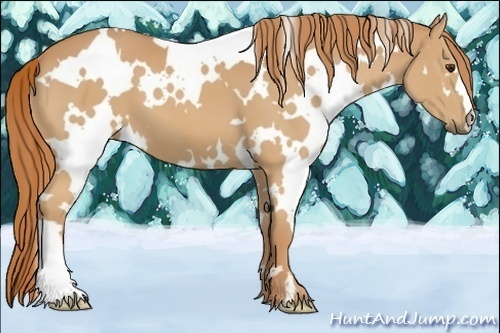 Horse Color:White Spotted Chestnut
