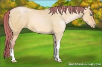 Horse Color:Watercolor Buckskin Pearl Dun 