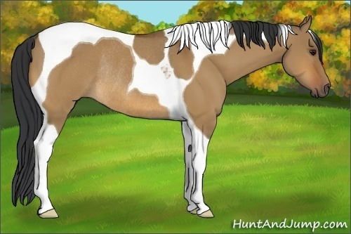 Horse Color:Bay Dun Tobiano Rabicano 