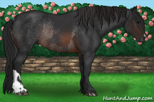 Horse Color:Brown Rabicano  and Gray Brown Rabicano 