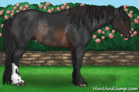 Horse Color:Brown Rabicano  and Gray Brown Rabicano 