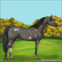 Horse Color:Grullo 