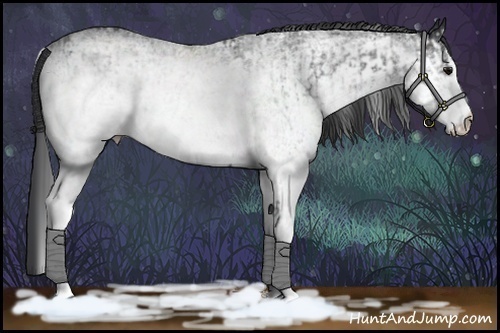 Horse Color:White Spotted Blue Roan Rabicano  and White Spotted Black Rabicano 