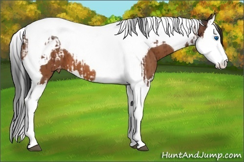 Horse Color:Bay Splash Tobiano Blanket and Bay Splash Tobiano Blanket