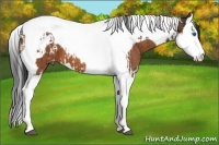 Horse Color:Bay Splash Tobiano Appaloosa  and Bay Splash Tobiano Appaloosa 