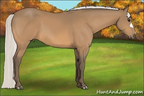 Horse Color:Silver Buckskin 