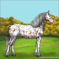 Horse Color:Bay Splash Tobiano Near Leopard  and Bay Splash Tobiano Near Leopard Rabicano 