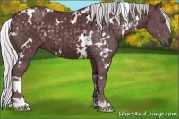 Horse Color:White Spotted Chocolate Silver Black Chinchilla