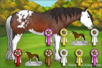 Horse Color:Bay Splash Appaloosa