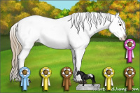 Horse Color:Chestnut Appaloosa 