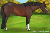 Horse Color:Brown 
