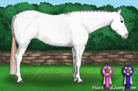 Horse Color:Brown Appaloosa 