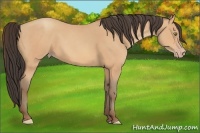Horse Color:Amber Champagne 