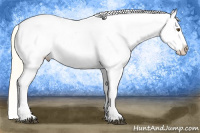 Horse Color:Palomino Dun Appaloosa 