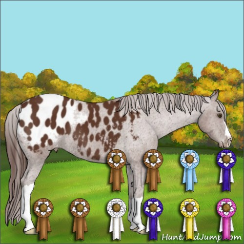 Horse Color:Bay Appaloosa 