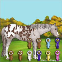 Horse Color:Bay Appaloosa 