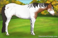 Horse Color:Bay Sabino Tobiano Frame Appaloosa 