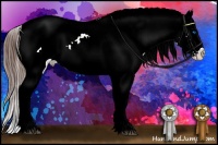 Horse Color:Bay Splash Tobiano Appaloosa and Bay Splash Tobiano Appaloosa