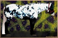 Horse Color:Bay Dun Sabino Splash Appaloosa 