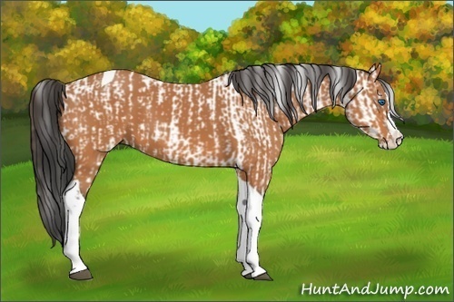 Horse Color:Bay Splash Tobiano Leopard  and Bay Splash Tobiano 