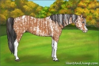 Horse Color:Bay Splash Tobiano Leopard and Bay Splash Tobiano