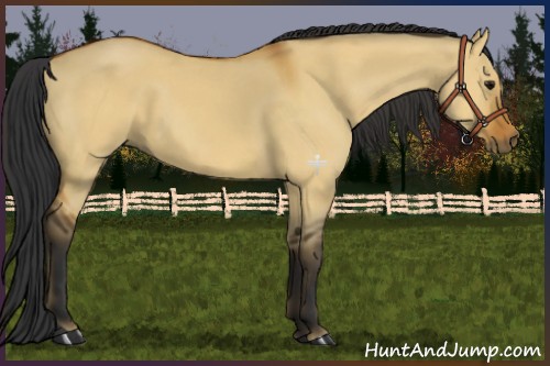 Horse Color:Bay Dun
