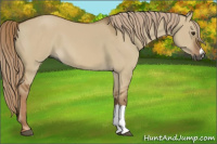 Horse Color:Gray Red Dun