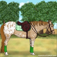 Horse Color:Chestnut Ice Appaloosa 