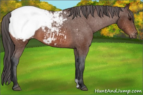 Horse Color:Bay Snowcap 