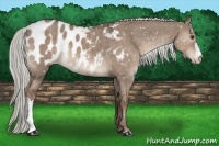 Horse Color:Liver Red Dun Appaloosa 