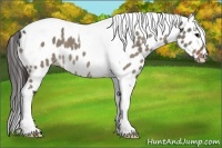 Horse Color:Brown Dun Tobiano Appaloosa 