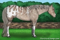 Horse Color:Liver Red Dun Appaloosa 