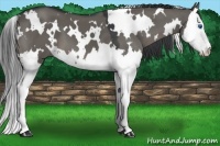 Horse Color:White Spotted Grullo Splash 