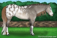 Horse Color:Buckskin Dun Splash Appaloosa 