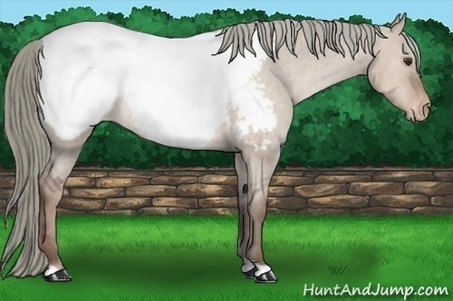 Horse Color:Liver Red Dun Appaloosa 