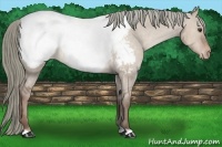 Horse Color:Liver Red Dun Appaloosa 