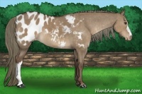 Horse Color:Liver Red Dun Appaloosa