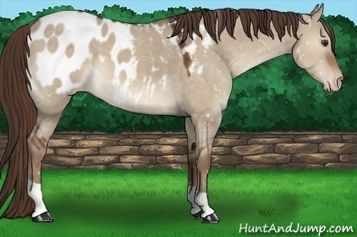 Horse Color:Liver Red Dun Appaloosa 