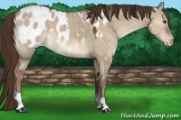 Horse Color:Liver Red Dun Appaloosa 