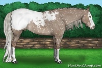 Horse Color:Liver Red Dun Splash Appaloosa