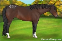 Horse Color:Brown Appaloosa