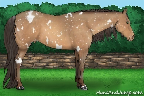 Horse Color:White Spotted Sable Champagne Appaloosa 