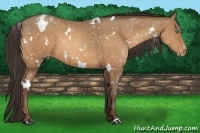 Horse Color:White Spotted Sable Champagne Appaloosa 